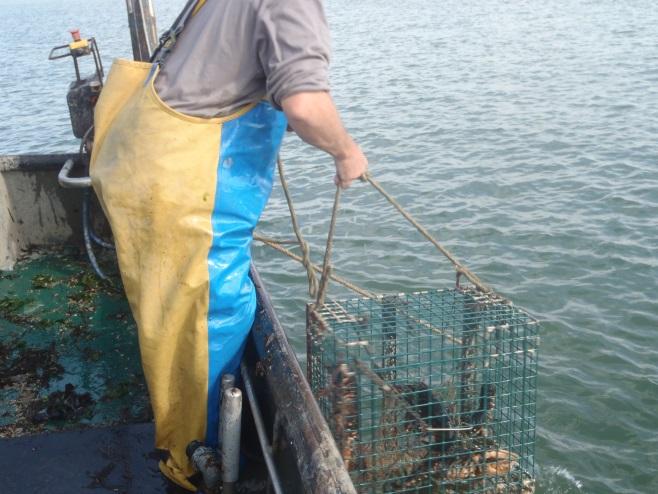 gebruik van een keerwant. De reden daarvoor is dat het gebruik van het gebruikte type keerwant, aldus de vissers, leidt tot 28% minder vangst. Het gaat daarbij vooral om zeebaars en kreeft (Lubbe e.a., 2010).
