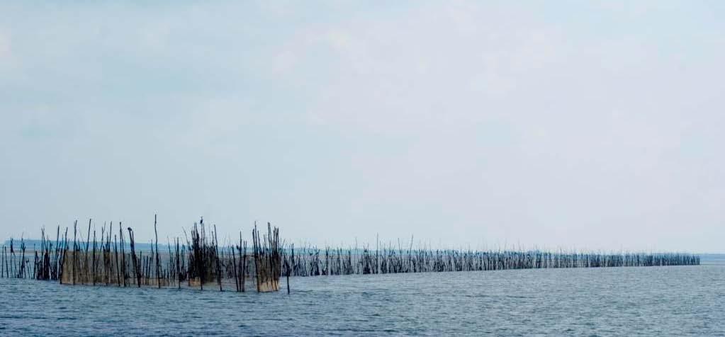 De zegen visserij op de Oosterschelde is wettelijk het hele jaar toegestaan, maar wordt in de praktijk uitgevoerd vanaf begin mei tot medio oktober.