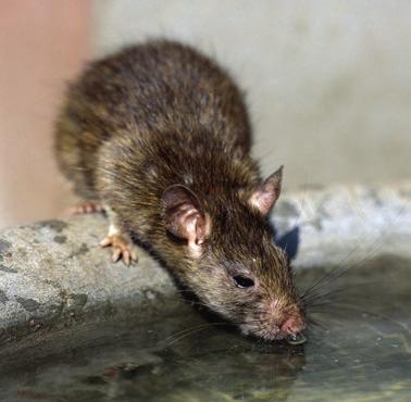 Er zijn diverse soorten ratten. Om te weten waar en wanneer u een melding kunt maken is het van belang om te weten wat voor soort rat het betreft.