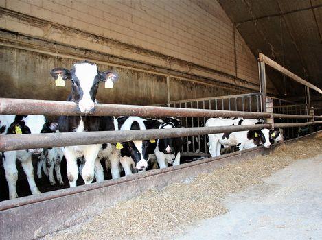 De eerste opfokstal is een gebouw van stenenspouw muren, golfplaten bedekt dak en voorzien van isolatie platen bespoten met pir schuim, met een afmeting van 40.7m x 14.