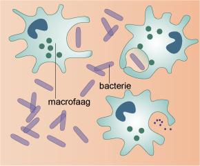 Infectieproces Groei van Legionella Na inademing van Legionella Fagocytose door alveolaire macrofagen Legionella blijft intact