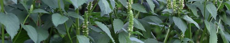 Klaver Agastache rugosa