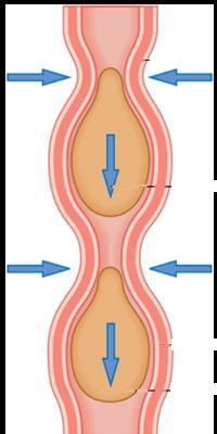 De slokdarm loopt van de keelholte tot de maag. Voedsel wordt door de slokdarm geperst dmv darmperistaltiek, waarbij de darm peristaltische bewegingen maakt.