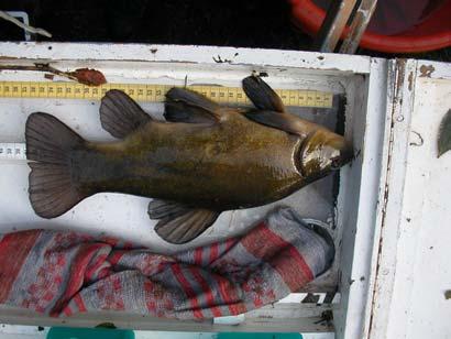 Bij soorten zonder een vorkstaart, zoals de paling, is de afstand tot aan de staartpunt gemeten. Zichtbare afwijkingen en ziekten zijn genoteerd.