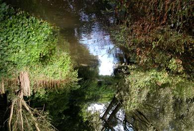 De watermolen bij Vierlingsbeek is voor vissen niet passeerbaar.