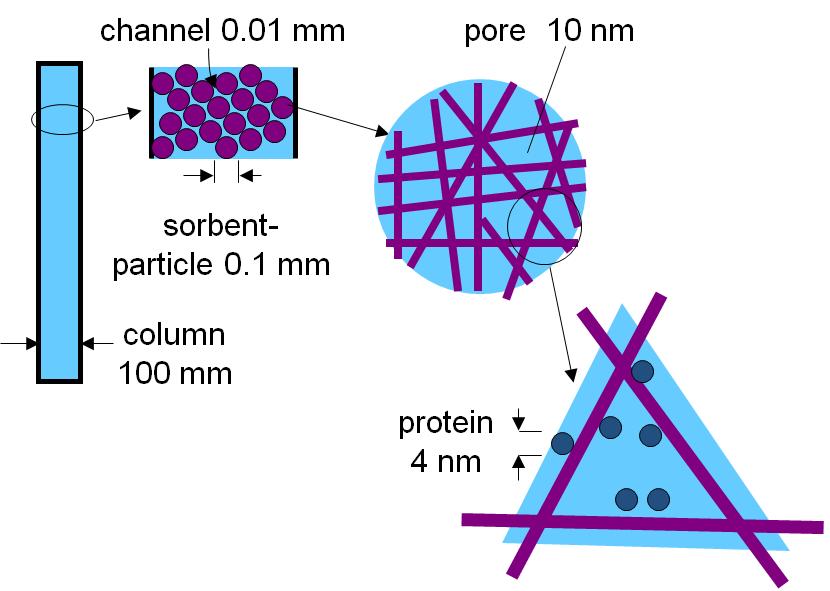 Figuur 1a: Stationaire fase in kolom chromatografie Hieronder in figuur 1b is een bolletje weergegeven met diverse poriën om aan te geven dat eiwitten niet alleen aan
