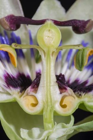 4 Bloemdoorsnede juist door het midden Aan de bovenzijde van de rondlopende nectar goot staat de binnenste ring kroonblaadjes.