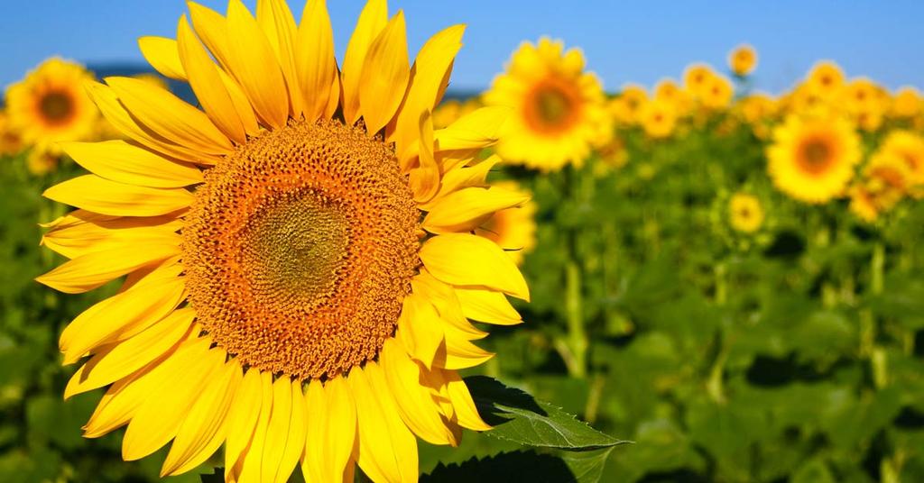 Zonnebloem Helianthus annuus Haal de zon naar de tuin met de prachtige bloemen van de zonnebloem. Ideaal voor tuinliefhebbers zonder groene vingers.