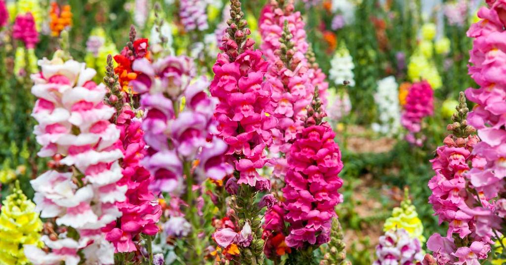 Leeuwenbek Antirrhinum Wanneer je echt wilt uitpakken is de leeuwenbek zeker aan te raden. Je zult lang van zijn bloemenpracht kunnen genieten.