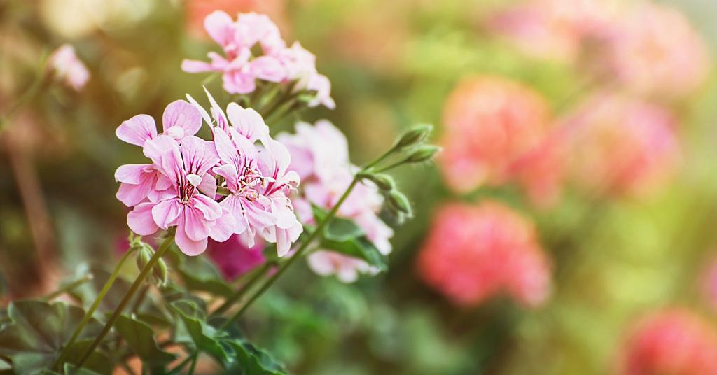 (Hang)geranium Pelargonium (peltatum) De hanggeranium is een plant waar je gedurende de hele zomer van kunt genieten. Zowel in de volle grond als in potten doet de plant het goed.