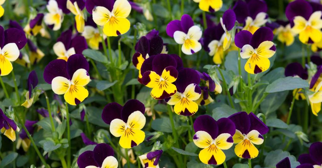 Viooltje Viola Viooltjes kent vrijwel iedereen. Deze planten zijn in tal van kleuren te verkrijgen en kenmerken voor veel mensen de lente.