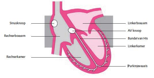 Het rondstromen van bloed tussen het hart en de longen wordt de kleine bloedsomloop genoemd, ook wel de longcirculatie.