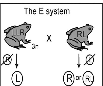 E systeem P. esculentus/bastaardkikker 