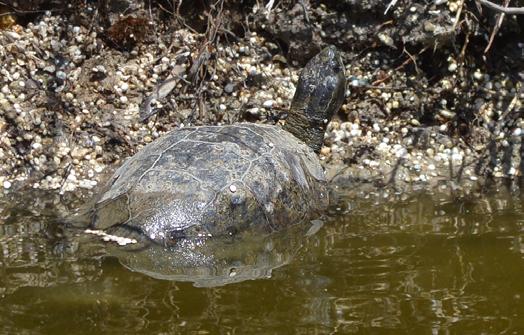 Wolfgang Lopau heeft in zijn studie naar de libellenfauna van Griekenland (Lopau, 2010) het e.e.a. over Kefalonië geschreven. In deze publicatie staan voor Kefalonia 20 libellensoorten beschreven.