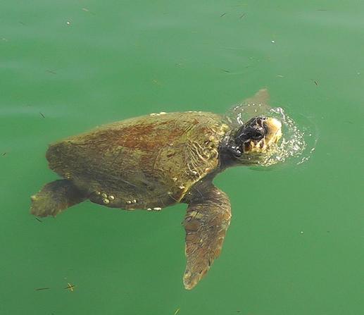 De zandstranden van Zuid-Kefaloniá zijn s zomers de broedplaats voor de zeldzame grote dikkopschildpad Caretta caretta. Het is de enige zeeschildpad die in de Middellandse Zee voorkomt. Figuur 21.
