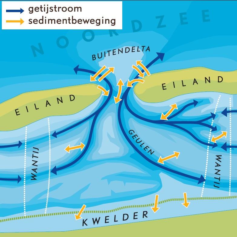 Figuur 5.1. Getijstroming en sedimentbeweging. (Uit Hoe werkt het wad?