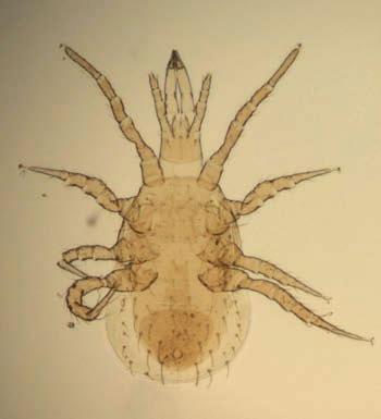 Figuur 3. Lasioseius sp. 2.2.2 Ameroseius sp. Ameroseius sp. (Figuur 4.) hoort bij de familie van de Ameroseiidae. Leden van deze familie zijn bekend als schimmel- en stuifmeeleters.
