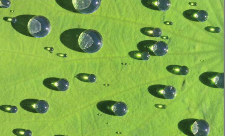 6-2: Opbouw (doorsnede) van een blad Onderstaande afbeelding 3.6-3 toont hoe waterdruppels op het blad van de lotusplant afgestoten wordt door de cuticula. Afbeelding 3.