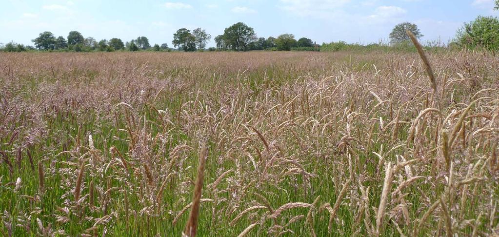 3 Het uitgevoerde onderzoek 3.1 Onderzoekslocaties De onderzochte graslandpercelen liggen voor een belangrijk deel in de Provincie Gelderland, maar daarnaast ook in Overijssel, Drenthe en Limburg.