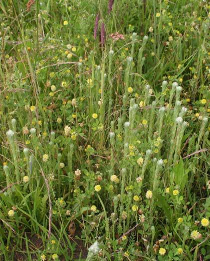 Als referentie is dit grasland het meest geschikt omdat het is gelegen op de Pleistocene zandgronden, al is de bodem hier wel weer lemiger dan in veel andere onderzochte graslanden.