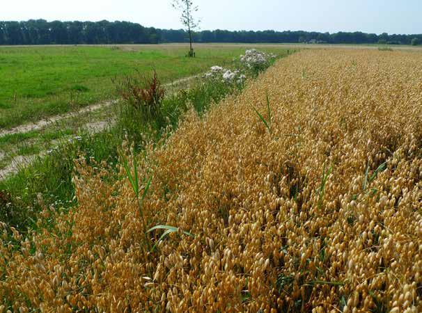 Rechts: In een gevarieerd landschap ontstaan er juist op de grenzen tussen percelen met een verschillend grondgebruik interessante overgangssituaties.