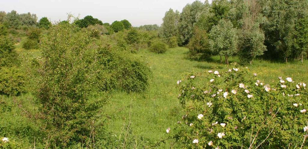 Struweel in een grasland is gunstig voor allerlei dieren die afhankelijk zijn van structuurvariatie in het landschap (boven).