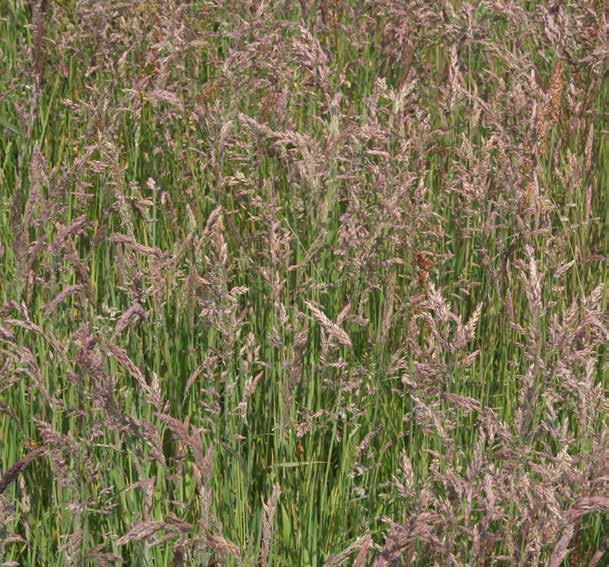 Gestreepte witbol en gewoon struisgras zijn op de droge zandgronden de twee belangrijkste zodevormende soorten die ervoor zorgen dat veel percelen in hun ontwikkeling richting kruidenrijk grasland