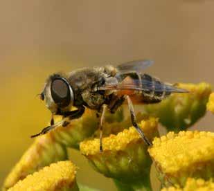 hoe meer geleidelijke overgangen er in het veld en in het beheer aanwezig zijn, des te beter het is.