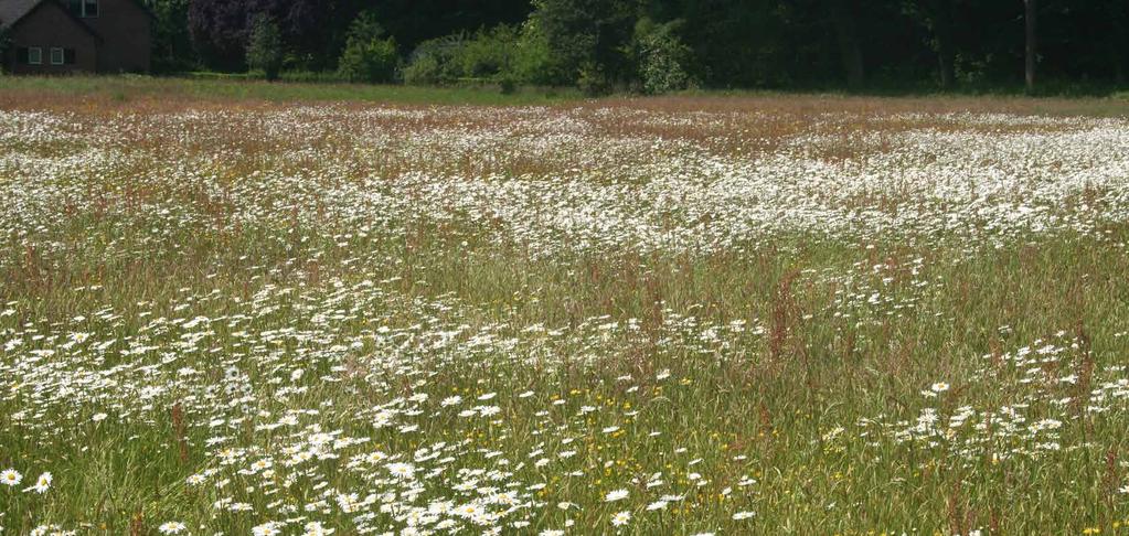 Deel I Achtergronden en onderzoek 1 Inleiding Vroeger waren graslanden veel kleurrijker dan tegenwoordig.