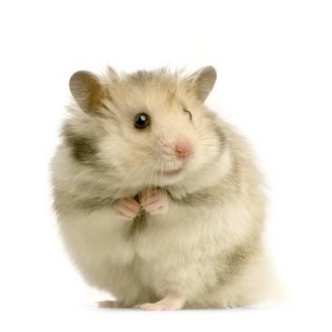 Ook het jongste dochtertje, Fientje, is helemaal mee met de familietrend. Zij heeft namelijk een zwak voor hamsters.