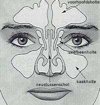 Boven en naast de neus bevinden zich holle ruimten in het hoofd, de zgn. neusbijholten, die in directe verbinding staan met de neusholte.