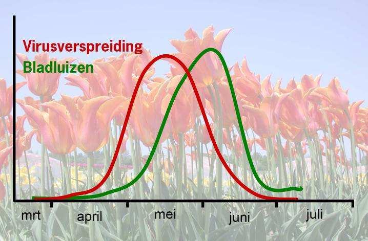 Figuur 5. Relatie tussen bladluizenpopulatie bestudeerd met vangbakken en vangplaten (groene lijn) en tijdstip van non persistente virusverspreiding (rode lijn)gedurende teeltseizoen van tulp.
