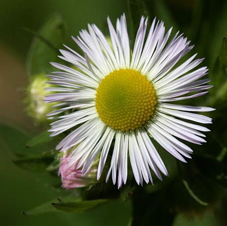 Enkele belangrijke plantenfamilies Composietenfamilie Asteraceae Een