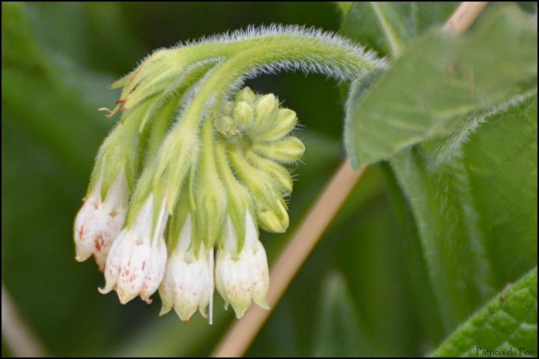 Ruwbladigenfamilie Boraginaceae Vaak ruw behaard.