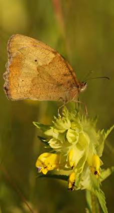 5. Het aantal getelde vlinders Bruin zandoogje Het aantal getelde dagvlinders was in 2 weliswaar iets hoger dan in 2, vergeleken met de hele periode vanaf 99 lag het toch op een vrij laag peil.