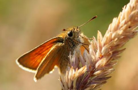 Zwartsprietdikkopje Geelsprietdikkopje Het zwartsprietdikkopje was in het midden van de jaren negentig een van de talrijkste vlinders uit het Landelijk Meetnet Vlinders.