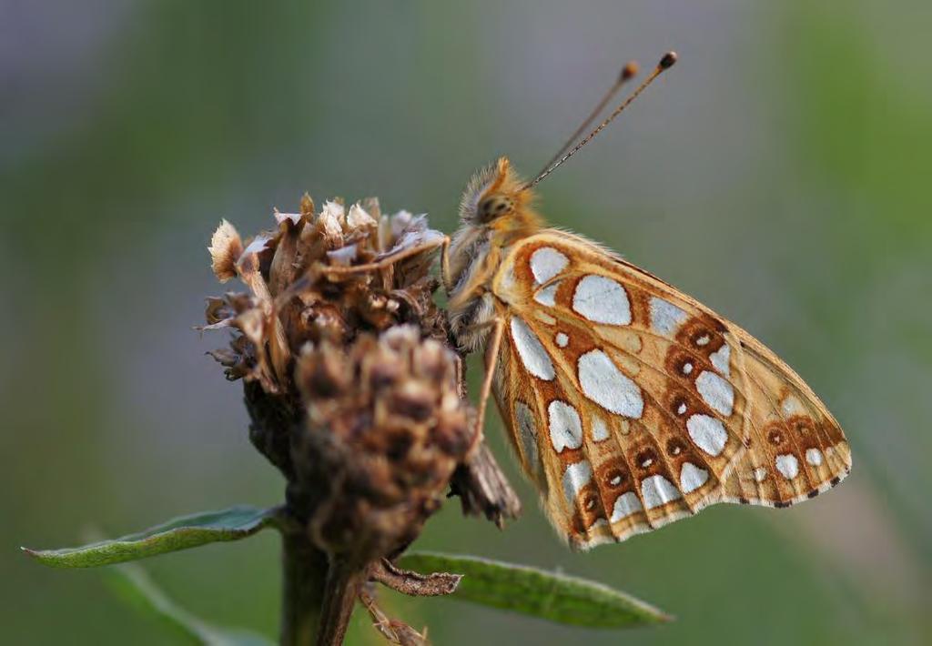 Voor- en achteruitgang van vlinders 99-2... 4 Trends... 23 8.