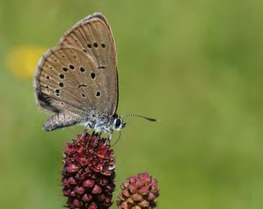 . Inleiding In 2 werden voor de tweeëntwintigste keer vlinders geteld in het Landelijk Meetnet Vlinders. Voor het Landelijk Meetnet Libellen was dit het veertiende jaar.