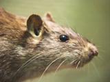 Bruine en zwarte ratten Hoe herkent u een rat? De meest voorkomende rat in Nederland is de bruine rat. Bruine ratten zijn goede zwemmers die in groepsverband leven.