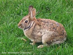 Konijnen Hoe herkent u een konijn? Een konijn kan tot 50 centimeter groot worden en is vaak lichtbruin van kleur.