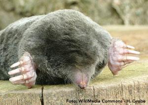 Mollen Hoe herkent u een mol? De mol heeft heel kleine ogen en geen oren. Daardoor is de mol afhankelijk van zijn tastharen op zijn snuit en poten.