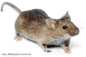 Muizen Hoe herkent u een muis? Een huismuis is vaak grijsbruin van kleur en kan tot tien centimeter groot zijn. De huismuis komt vooral in huizen voor.