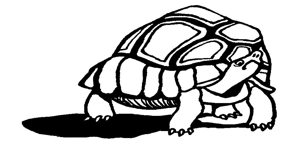 Vraag 11 A. Wat kan een schildpad heel goed? Zien. Ruiken. Horen. B.