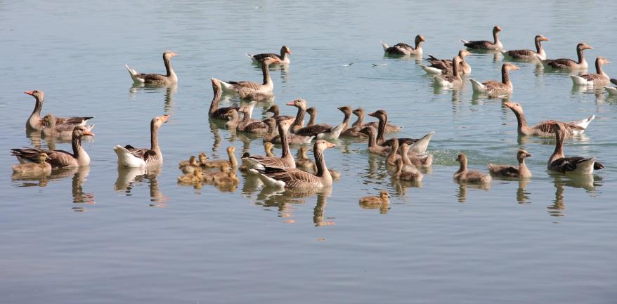 afname aantal jongen bij Grauwe Gans in rivierengebied Grauwe Gans percentage jongen,