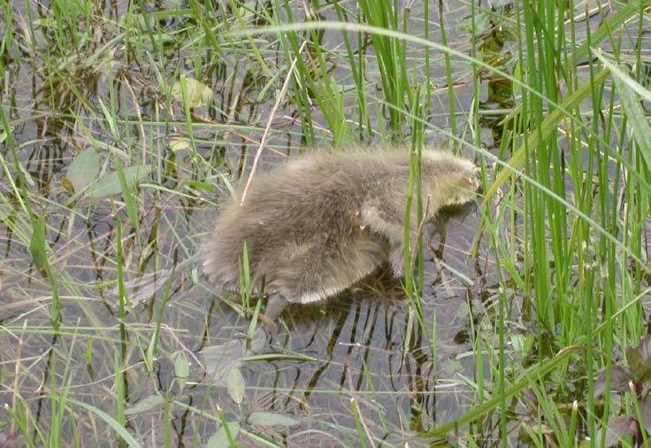 95 Juveniel Adult 85 Opgroeihabitat Overleving (%) 75 65 55 Beheer van opgroeigebied bepaalt lichaamsgrootte, conditie en overleving van jongen Onderzoek Berend Voslamber