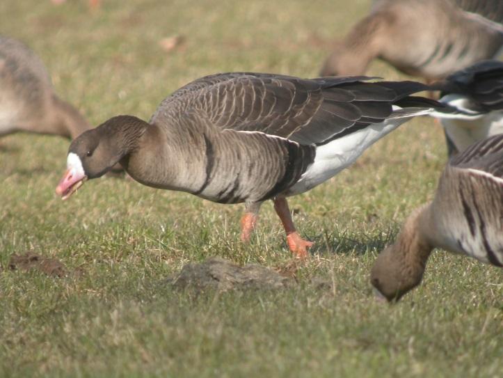 Trekganzen Arctische gasten