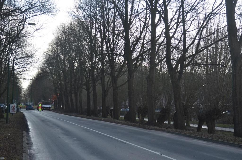 Hoe hoog is een vrachtwagen? Waarom goede takken afzagen? Hoe hoog moet je een boom opkronen?