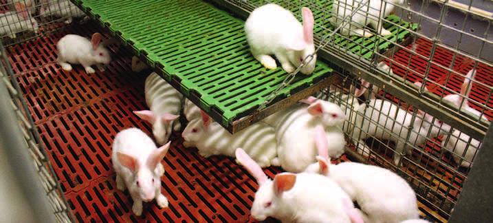 Onderzoek helpt DOssIER konijnensector vooruit parken VOOR KONIjNEN Een van de onderzoeksprojecten van ILVO-Dier gaat over alternatieve huisvestingssystemen voor voedsters (moederdieren) in de