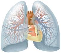 1. Grote overlap tussen hartfalen en COPD: kom naar de werkconferentie Een groot aantal mensen heeft zowel hartfalen als COPD.
