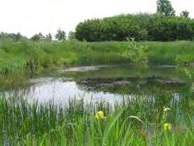 Landschapspakket : Amfibieënpoel Wat is een amfibieënpoel?